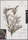 Foto von Salix eleagnos Scop.